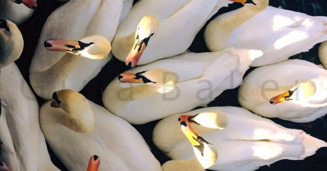 When my mind is constantly creative, I go between bursts of painting and designing, then clearing up the colourful trail left behind! Some days I’m deep in new work; other days I’m tidying and hoovering so I can create some more. Relatable?Somewhere in all that, I’ll stumble across an older photo or print that feels new again - something that inspires me and reminds me of happy days out. It reminds me that creativity isn't linear; it loops, pauses, changes and can carry just as much spark as whatever I’m working on now.This image of swans at Windsor UK made me stop. I remember the day so well and the simple repeating colours and light - white cream, orange, black - still charm me.#GinaBakerArt #ArtForInteriors #PrintsForHome #WindsorMagazine  #InteriorStyleUK #HomeDecorUK #RoyalWindsor #WindsorLifeMagazine #NatureInspiredInteriors #ElegantInteriors #HomesAndGardensStyle #DesignDetails